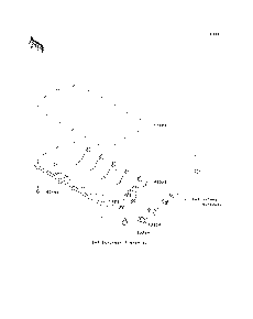Oil Pan